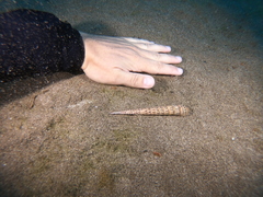 Terebra corrugata