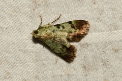 Epipaschia superatalis