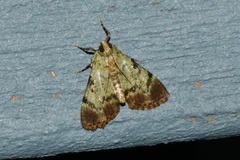 Epipaschia superatalis