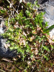 Cerastium nigrescens