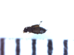 Proteininae