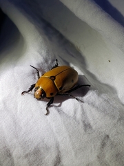 Pelidnota punctata
