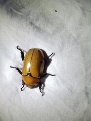 Pelidnota punctata