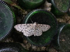 Antipercnia belluaria