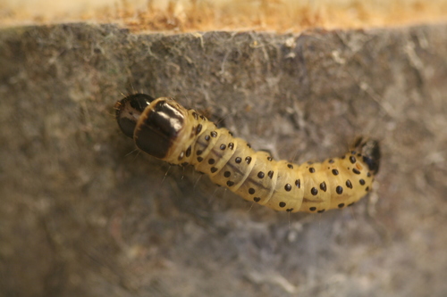 Wood Leopard Moth, photo 8 of 9