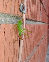 Orchelimum silvaticum