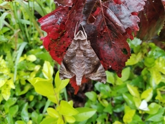 Acosmeryx pseudonaga