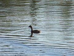 Tachybaptus ruficollis