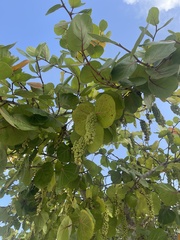 Coccoloba uvifera