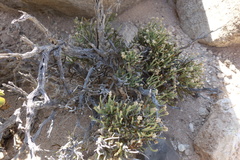 Arthraerua leubnitziae