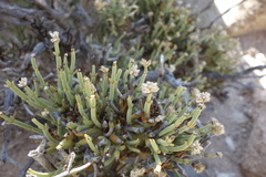 Arthraerua leubnitziae