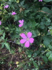 Geranium endressii