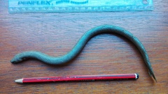 Erpetoichthys calabaricus