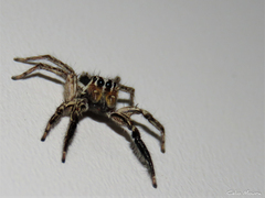 Plexippus paykulli