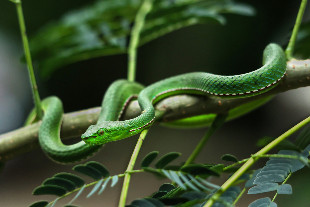 Trimeresurus mayaae from PPVV+26C, Sadu Chiru Waterfall Road, Manipur ...