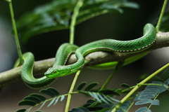 Trimeresurus mayaae