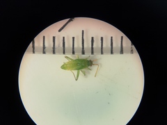 Blepharidopterus angulatus