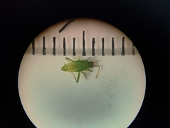 Blepharidopterus angulatus