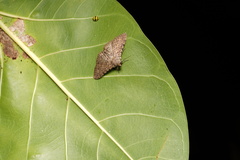 Polydesma umbricola
