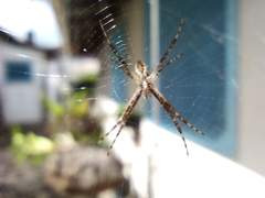 Argiope