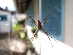 Argiope