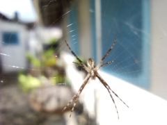 Argiope