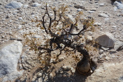 Commiphora glaucescens