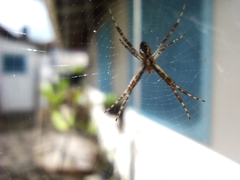 Argiope