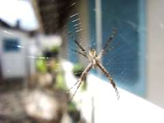 Argiope