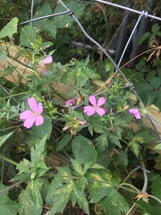 Geranium endressii