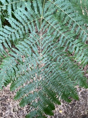 Pteridium aquilinum
