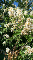 Lagerstroemia subcostata
