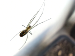 Leucauge argyra