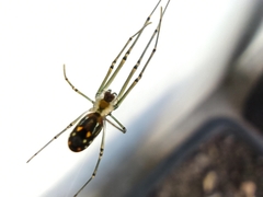 Leucauge argyra