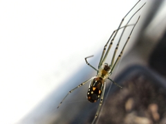 Leucauge argyra