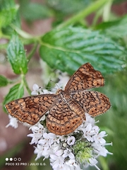 Calephelis nemesis dammersi