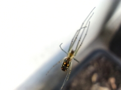 Leucauge argyra