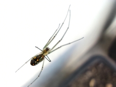 Leucauge argyra