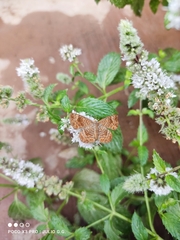 Calephelis nemesis dammersi