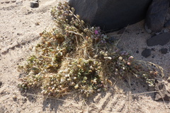 Sesuvium sesuvioides