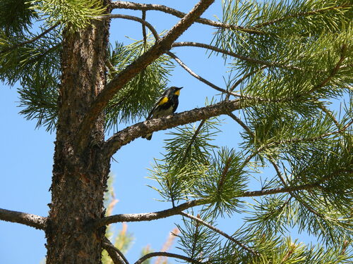 iNaturalist observation photo of Yellow-rumped Warbler