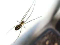 Leucauge argyra