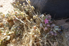 Sesuvium sesuvioides