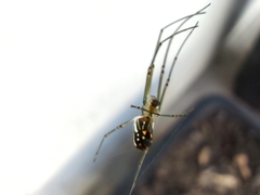 Leucauge argyra