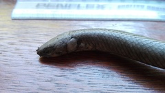 Erpetoichthys calabaricus