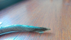 Erpetoichthys calabaricus