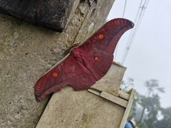 Antheraea assamensis