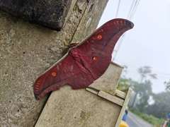 Antheraea assamensis