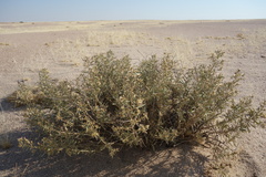 Pechuel-loeschea leubnitziae