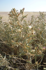 Pechuel-loeschea leubnitziae